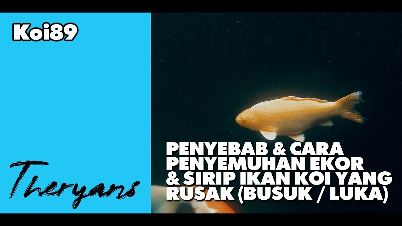 Ekor & Sirip Ikan Koi Rusak ? Ini Penyebab & Cara Pengobatannya