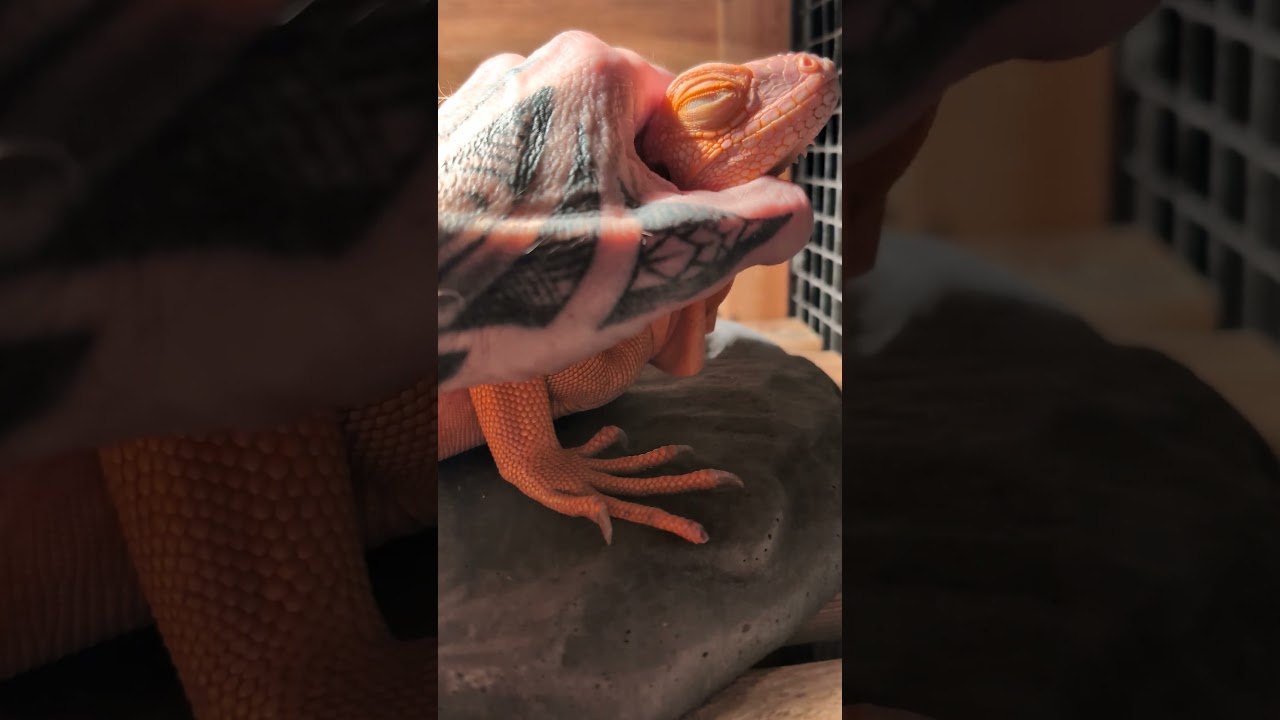 Je caresse mon iguane