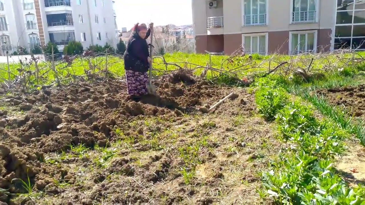 TARLADA PATATES DİKİMİ ✔️ GONCA❤️ HÜLYA YANLIZ DEĞİLDİR‼️HAYCAN İÇİN ÜZÜCÜ HABER ❓