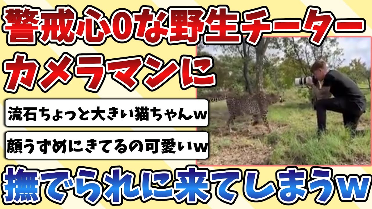 【2ch動物スレ】警戒心を捨て去った野生の『チーター』さん、カメラマンへ撫でてもらうために近付いてきてしまうｗｗｗ