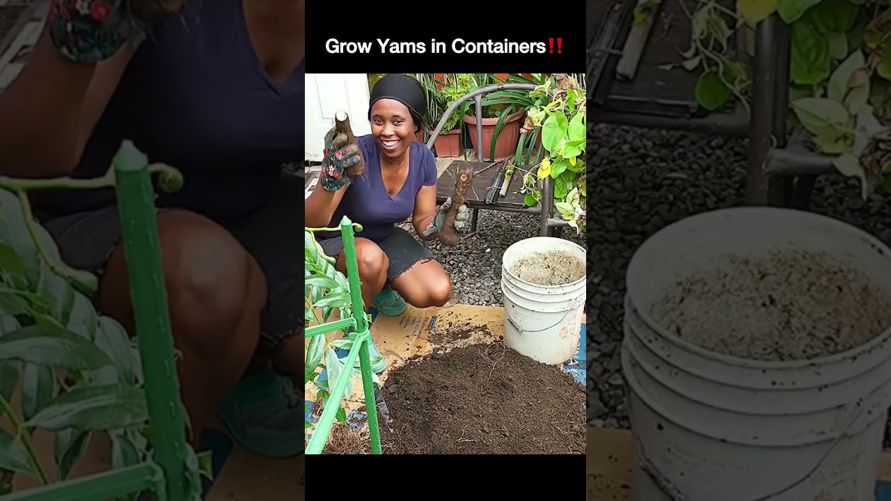 How I Grow YAMS in SMALL Spaces Successfully!