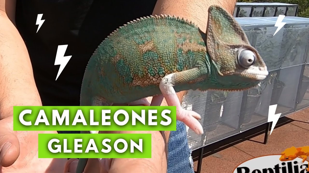 Increíble criadero de camaleones pantera!! - Camaleones gleason parte 1