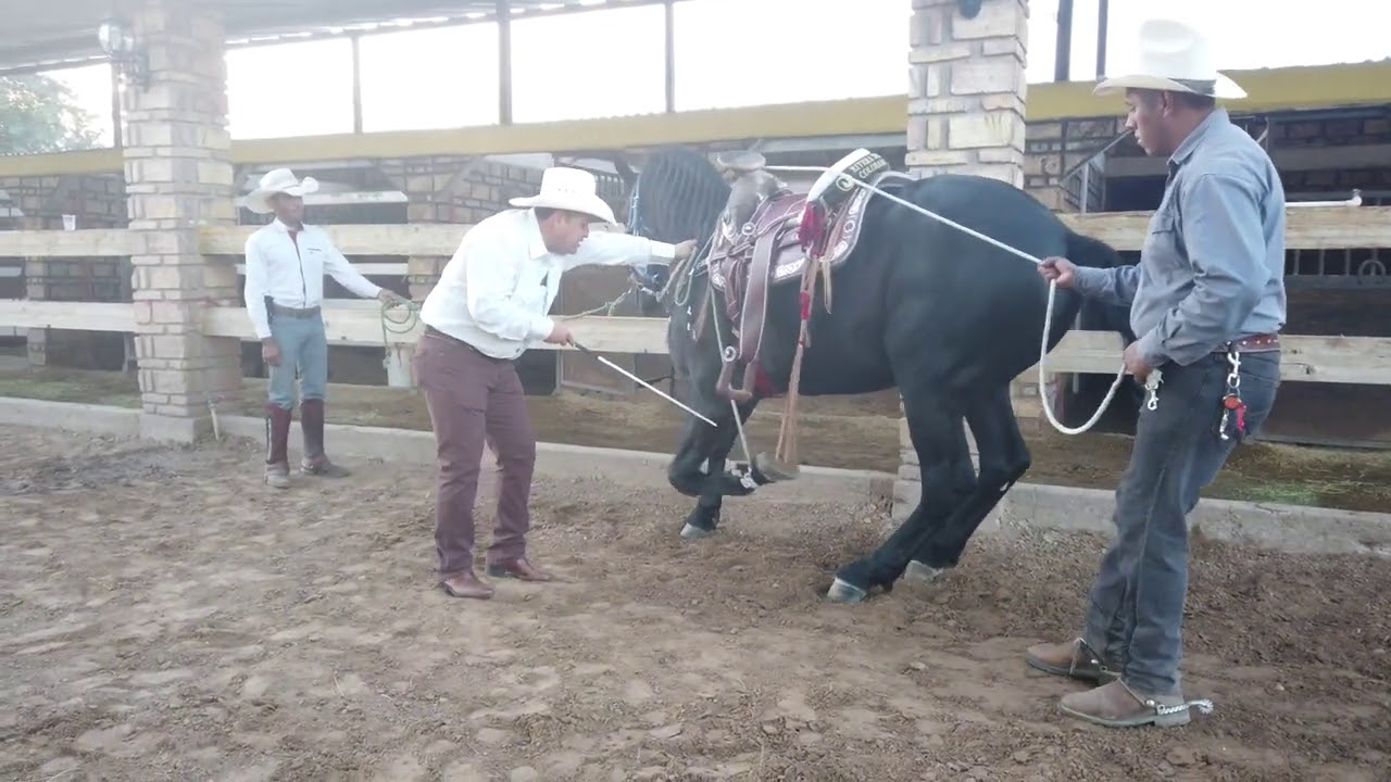 Como hacer reverencia con tu Caballo? - Caballos del Colorado