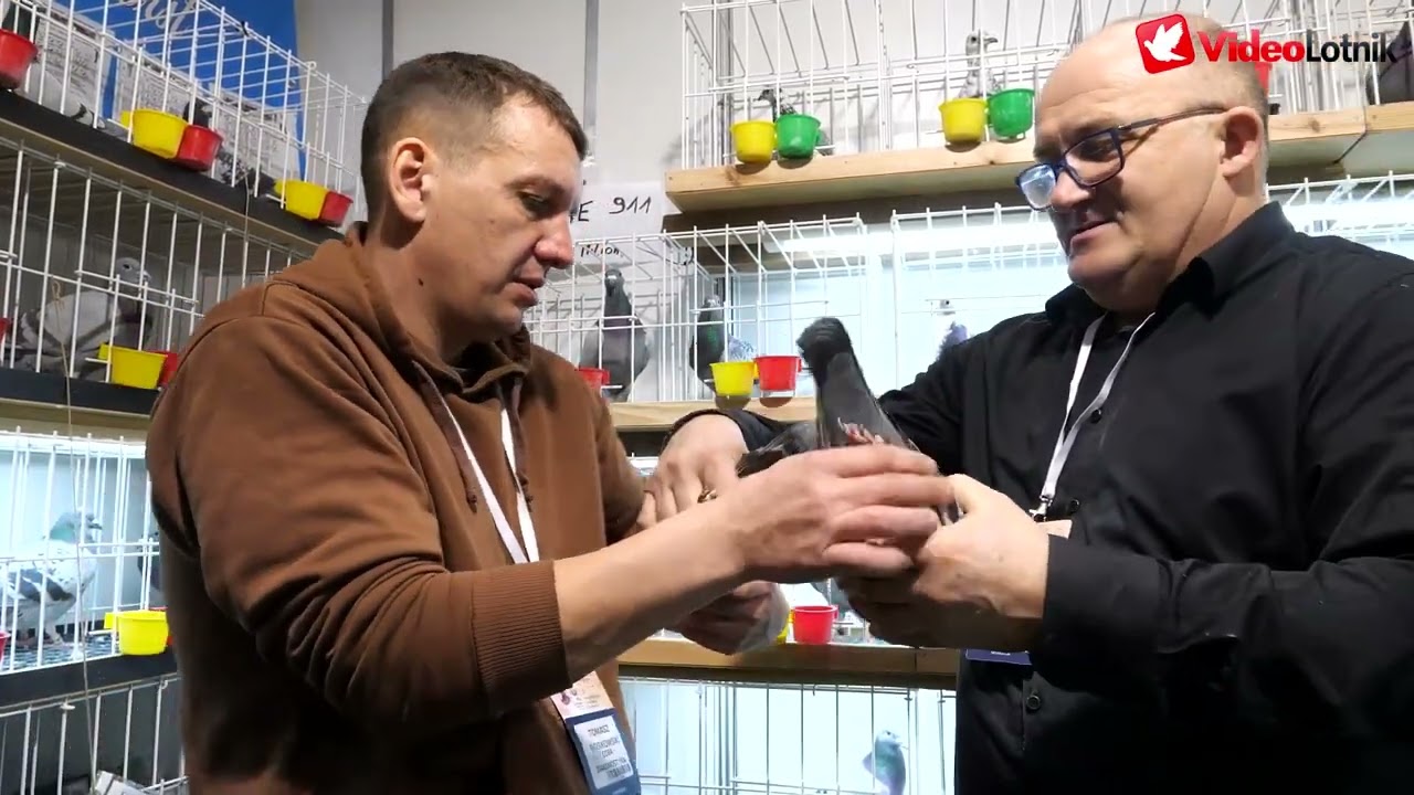 Robert Henkel na targach gołębi pocztowych EXPOGołębie 2026, rozmowy z hodowcami gołębi, badania DNA