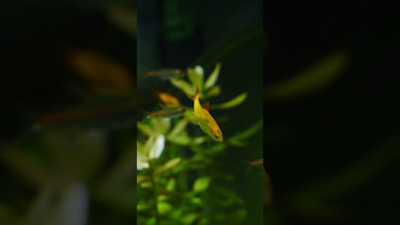 Where vibrant plants meet playful fish #bettalovers #bettalove #bettacommunity