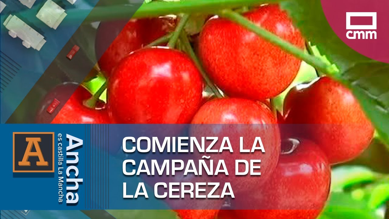 Comienza la campaña de la cereza | Ancha es Castilla-La Mancha