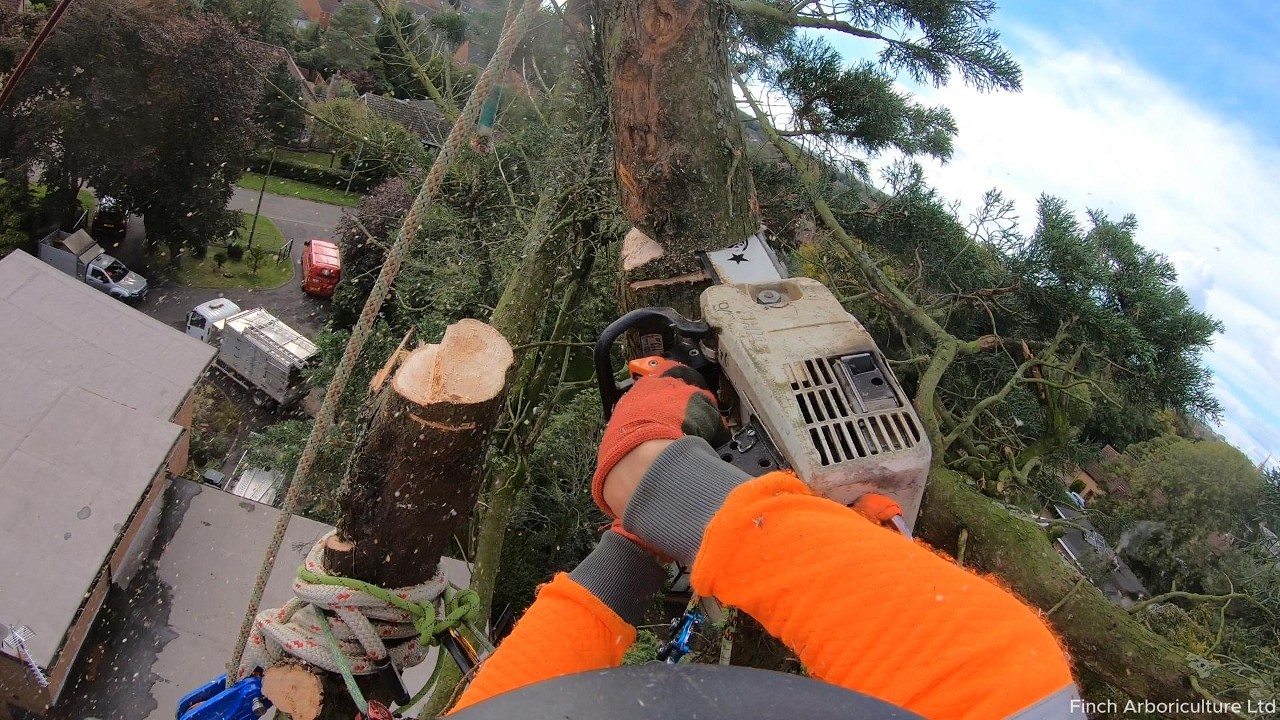 Monterey Cypress Removal - Part 2