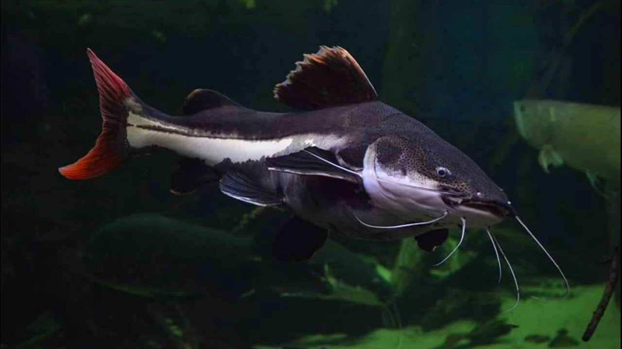 Cara Merawat & Makanan Ikan Red Tail Catfish(RTC) Agar Cepat Besar & Sehat Di Aquarium