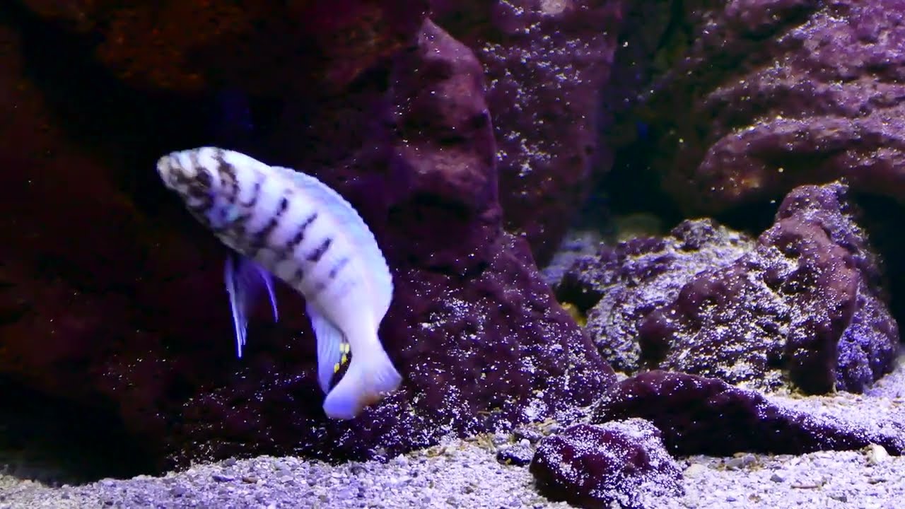 Metriaclima zebra thumbi west MC