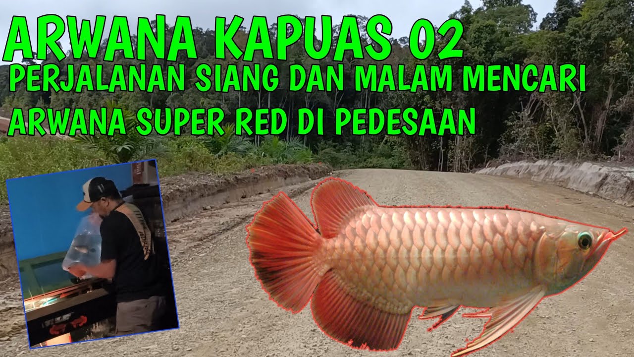 Perjalanan siang dan malam mencari arwana super Red #arwanakapuas