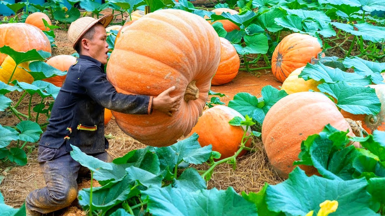 Dwarf Family Harvesting Pumpkins for Market | Hardworking Farm Life Story