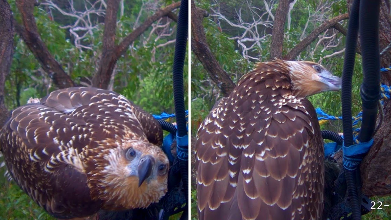 Sydney WB Sea Eagles🦅 SE35 Attacks Camera Parts 📹⛏️ Tired of Paparazzi 😅 2025 Nov 22