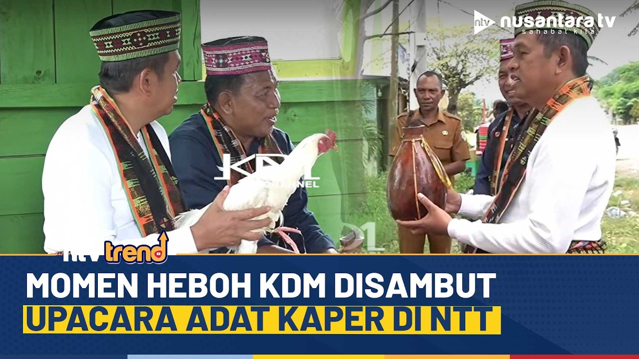 [FULL] Momen Heboh Dedi Mulyadi Disambut Upacara Adat Kaper di NTT | NTV