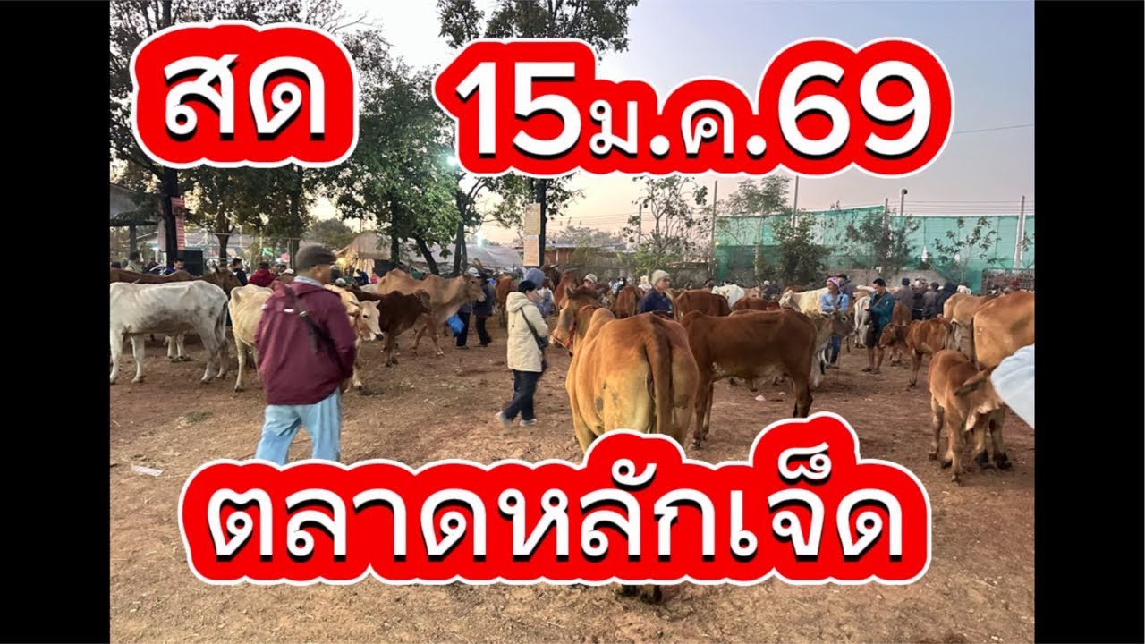 ชมบรรยากาศตลาดนัดโคกระบือ อยู่.พรรณานิคม จ.สกลนคร 15/1/69