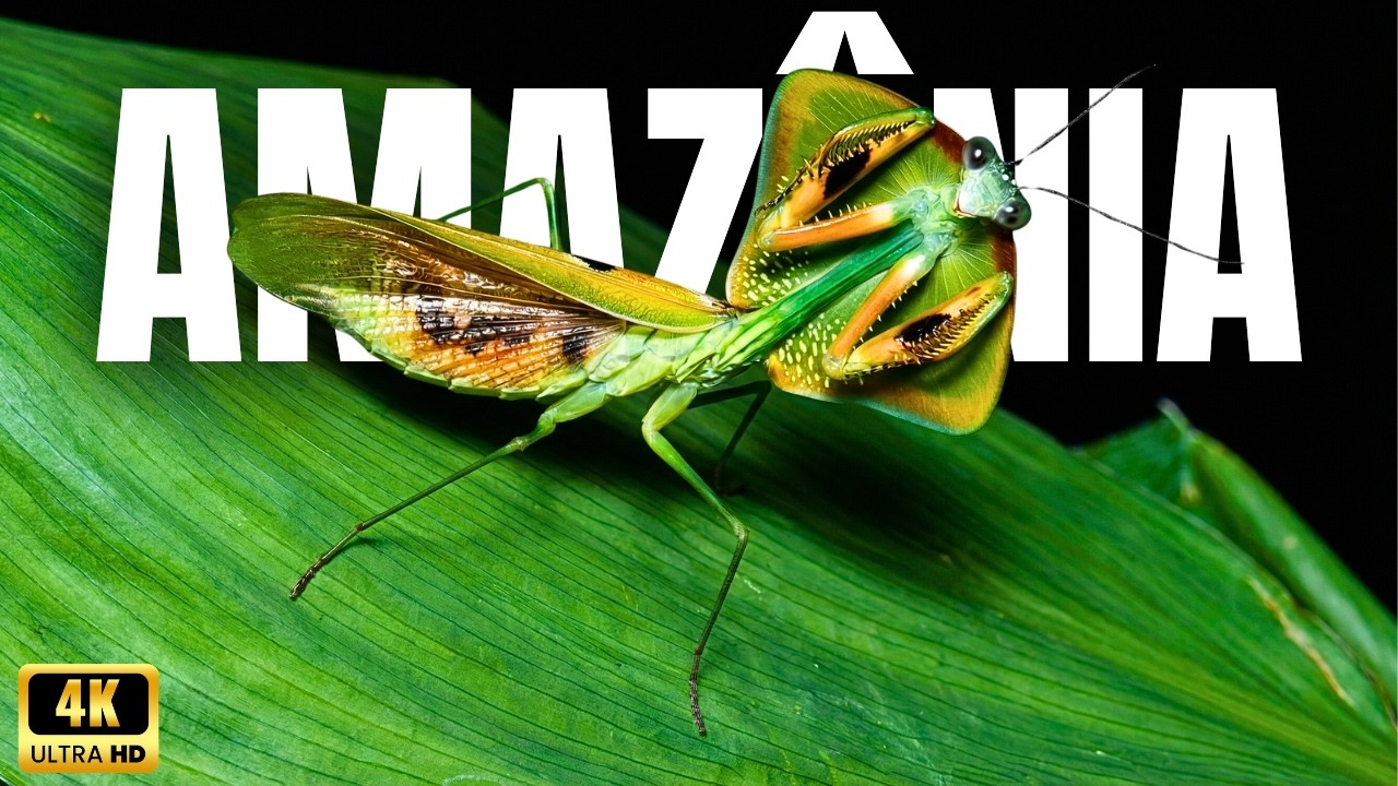 INSETOS DA AMAZÔNIA | As Criaturas Mais Numerosas e Surpreendentes do Planeta – Documentário