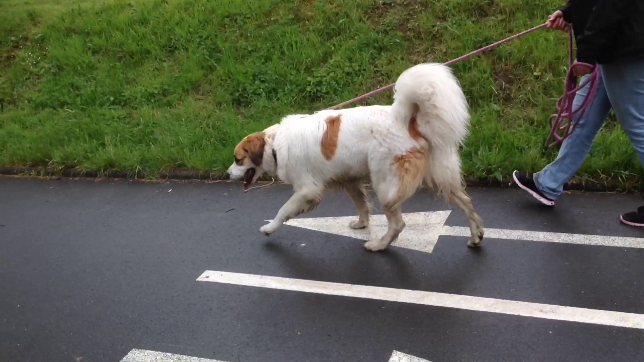 Balade canine avec chiens sociables et agressifs