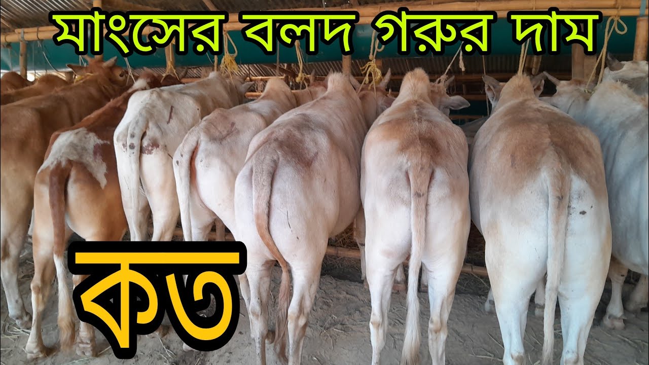 মাংসের ও শুকনা বলদ গরুর দামদর জানুন, আমদানি অনেক বেশি দাম কম, 