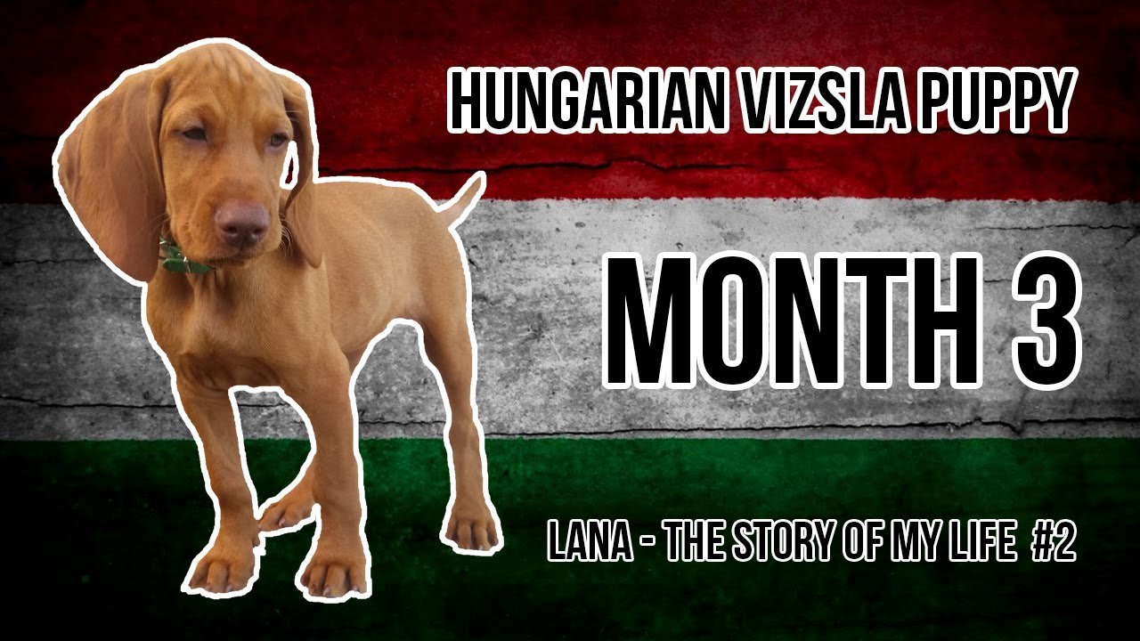 Hungarian Vizsla Puppy #2 (Month 3)