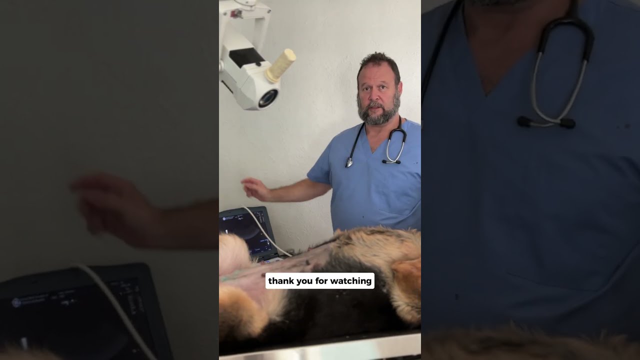 Dog Pregnancy Check at 30 Days with Ultrasound by Marc Smith, DVM, MS