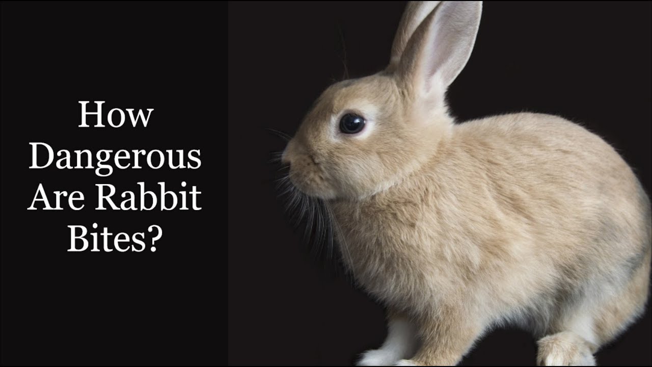 How Dangerous Are Rabbit Bites?