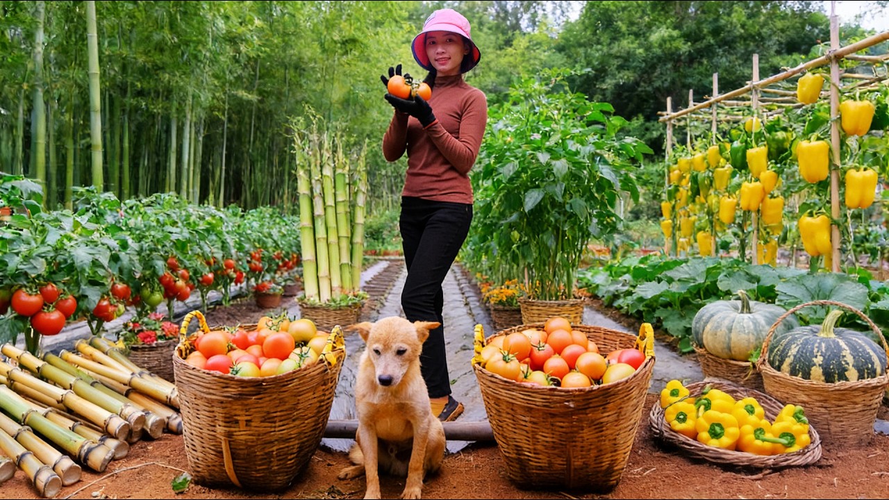 Harvest, Sell, And Cook With Tomatoes, Bamboo Shoots, Yellow Bell Peppers, And Pumpkin - Farming