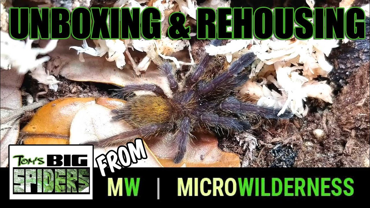 Unboxing Spiders from Micro Wilderness