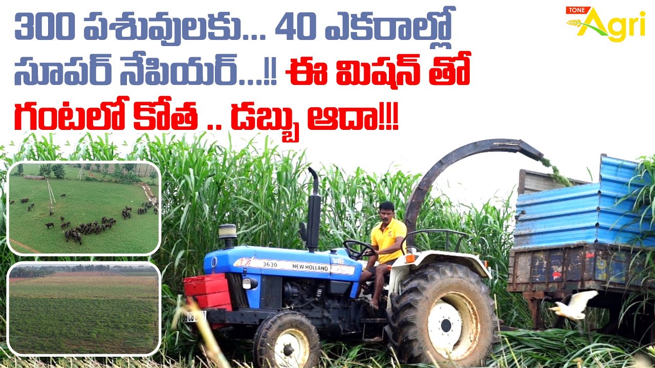 Super Napier Grass | 300 పశువులకు 40 ఎకరాల్లో సూపర్ నేపియర్..!! ఈ మిషన్‌తో గంటలో కోత..!! Tone Agri