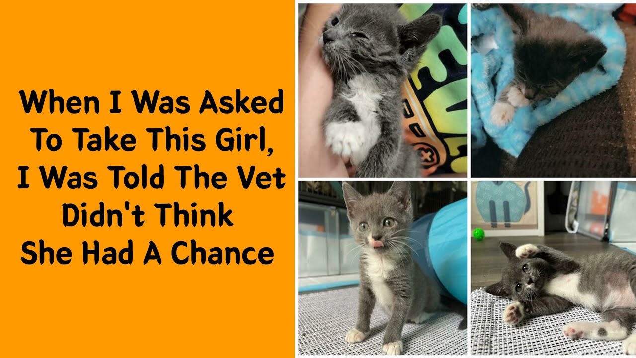 50 Cats Before & After Adoption &ndash; The Power Of A Loving Home