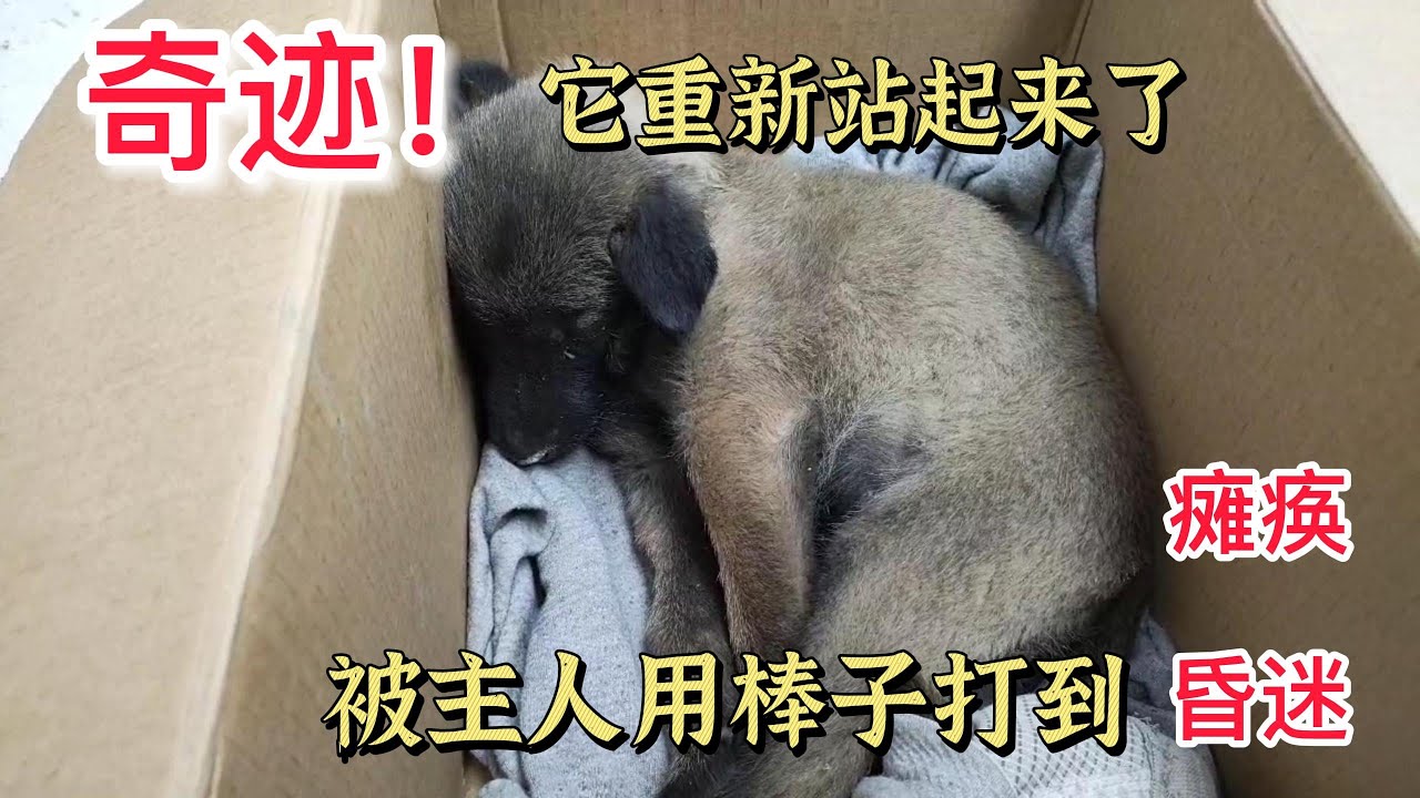 励志的狗狗！俩个月大的狗狗被主人打到瘫痪昏迷，今天它重新站起来啦！