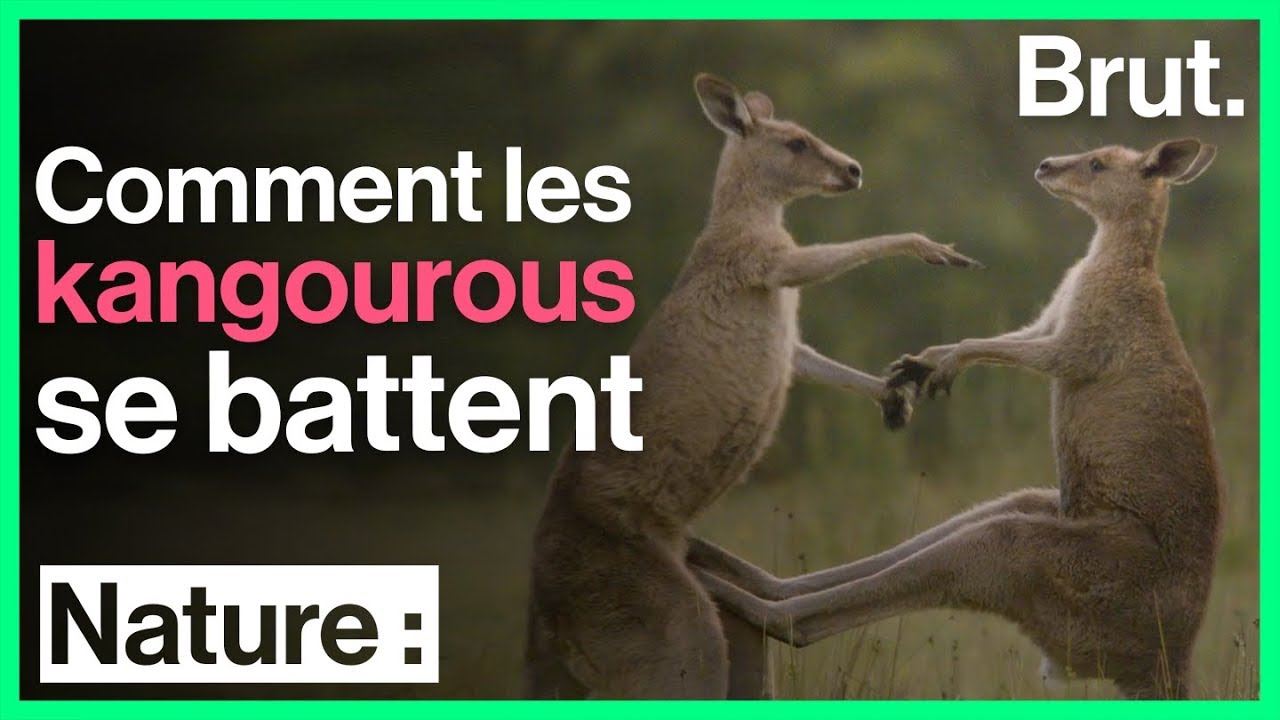 Comment les kangourous se battent