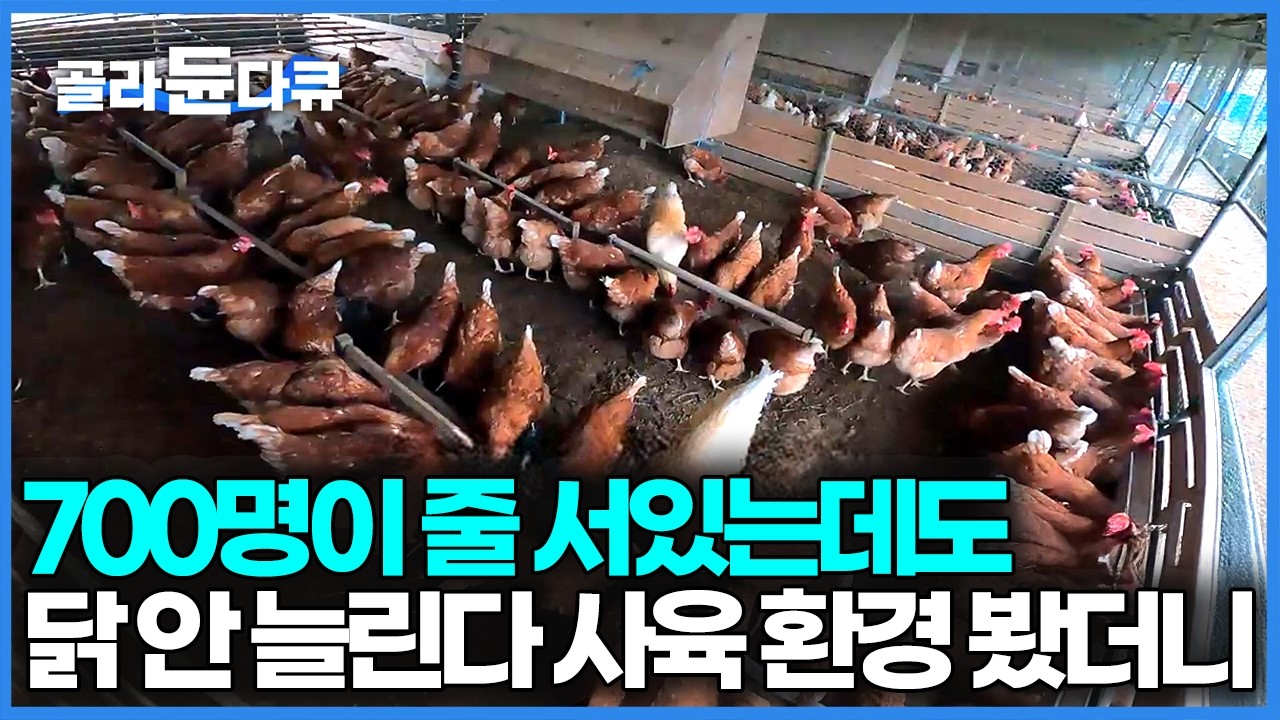 기존 9000명에 대기만 700명이 쌓여있는데도 닭 개체를 절대 늘리지 않는 유정란 농장｜1등급란 축사 환경｜극한직업｜#골라듄다큐