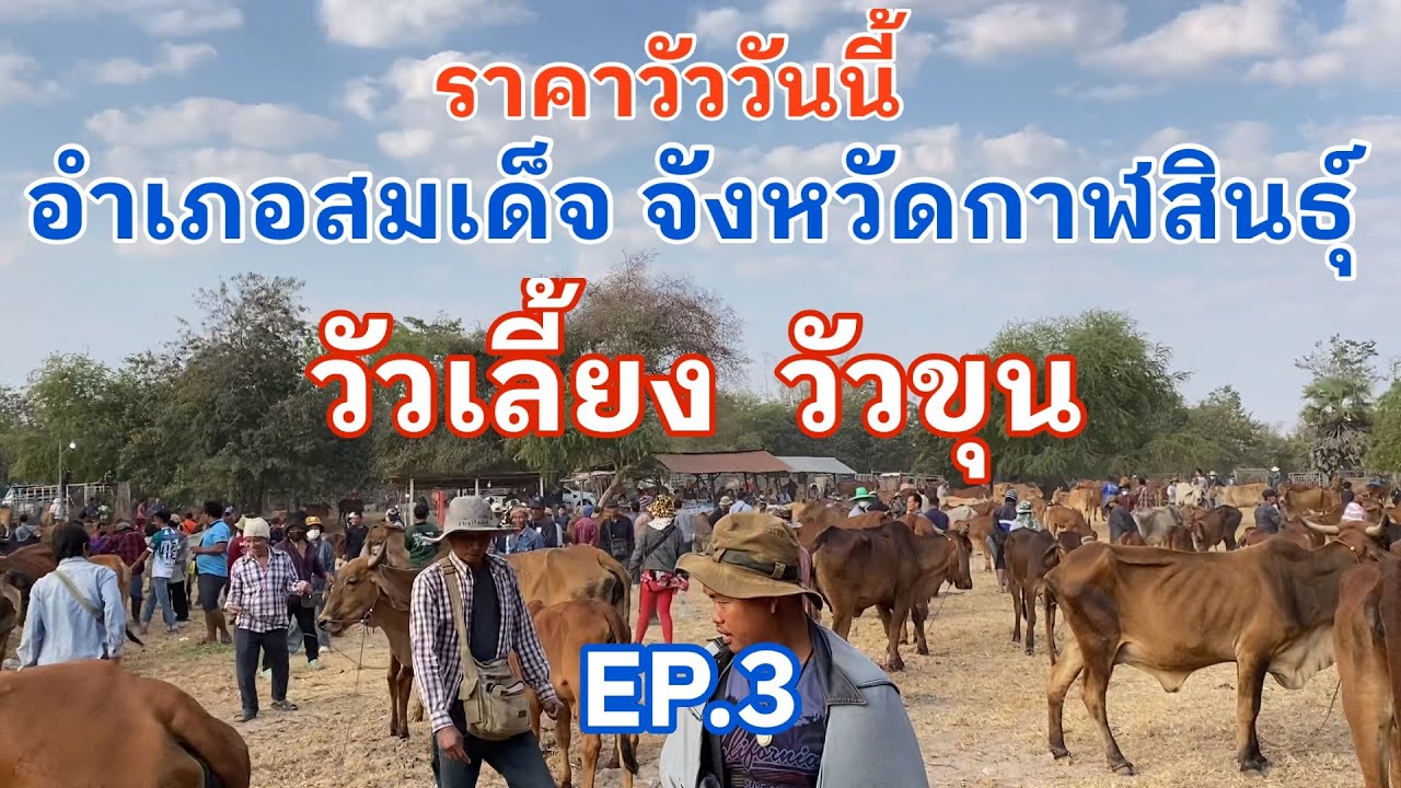 EP.3 #ราคาวัววันนี้ 8 กุมภาพันธ์ 2569 #ตลาดวัวอำเภอสมเด็จ จังหวัดกาฬสินธุ์ #cow #animals #farming 