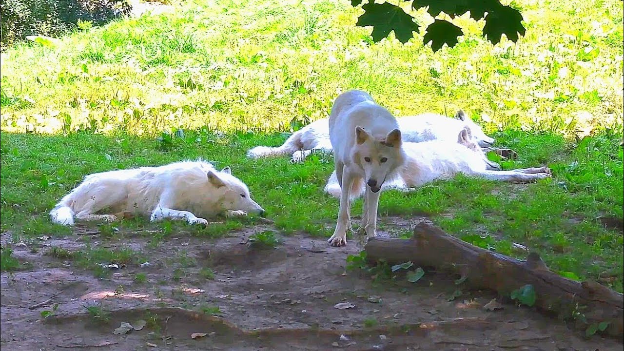 Stunning Arctic Wolves, Polar Bears, Rhinos, and More! Toronto Zoo Adventure Summer 2024  🐻🐺🦁🐆 🦏🐗 4K