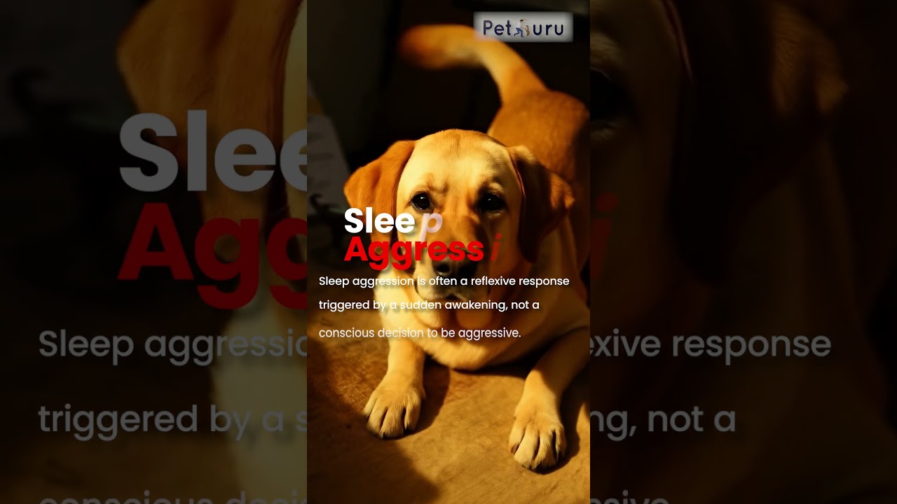 Dog Attacks When Woken Up? Fix Sleep Aggression With These Simple Steps #petguruacademy