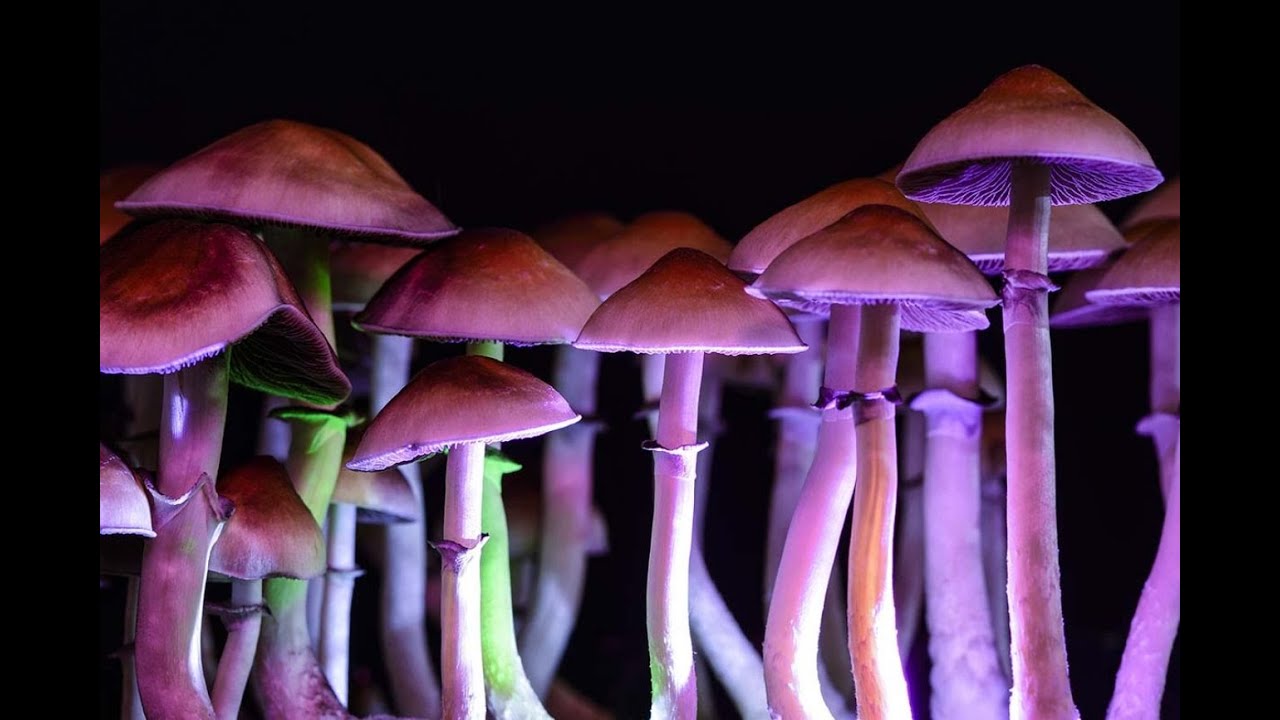 Hallucinogenic Mushrooms To Treat Alcoholism