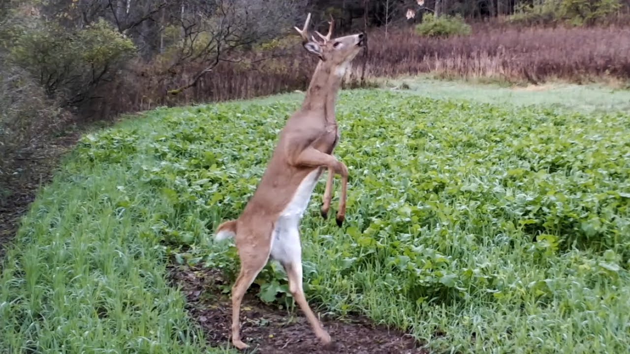 #1 Vertical Mock Scrape Licking Branch Power