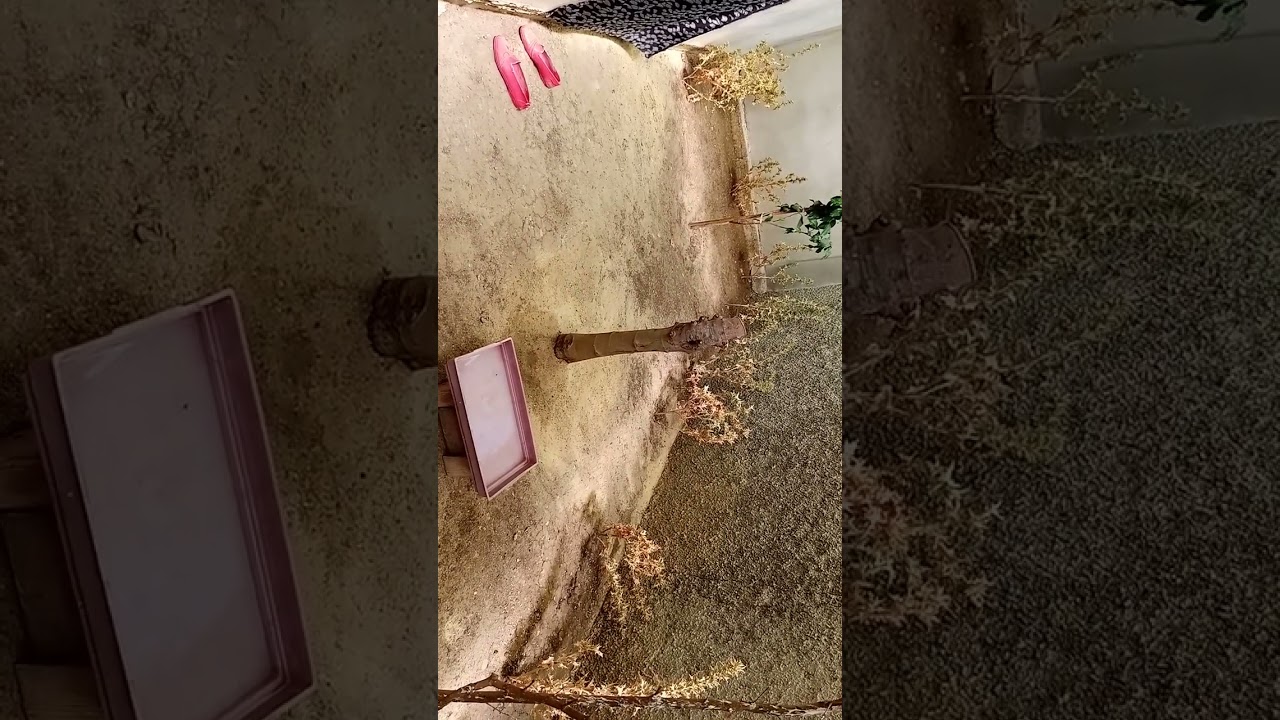معلومات هامة عن الحسون في هذا الفصل