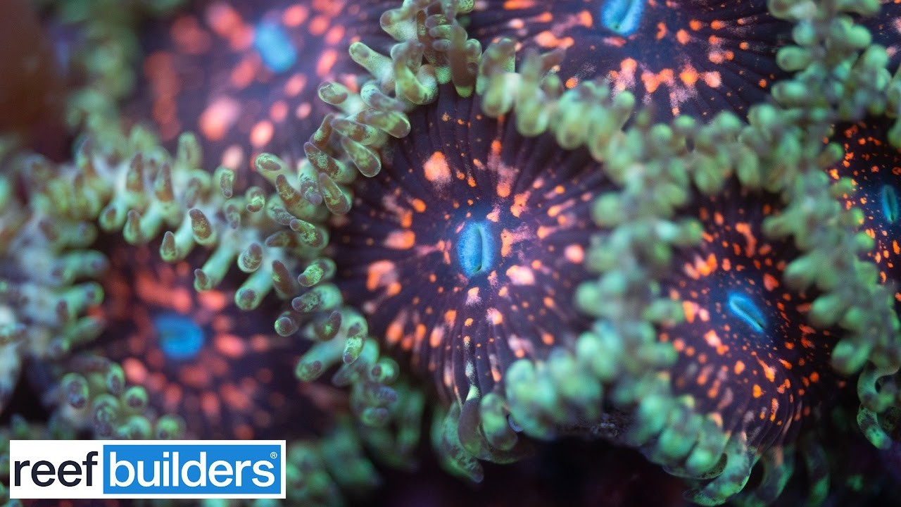 How CaliKid Corals Survived A Fire + New Coral Releases