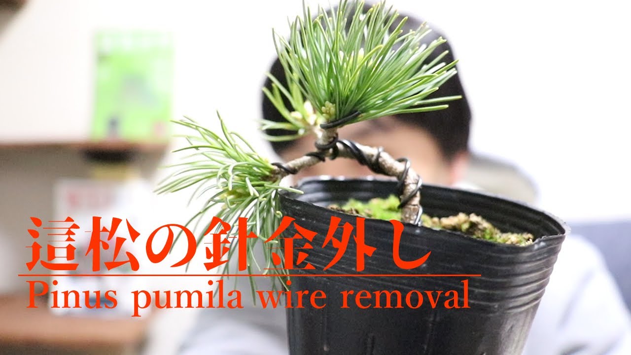 這松の針金外し - Pinus pumila wire removal