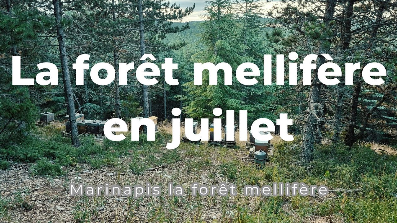 La forêt mellifère en juillet