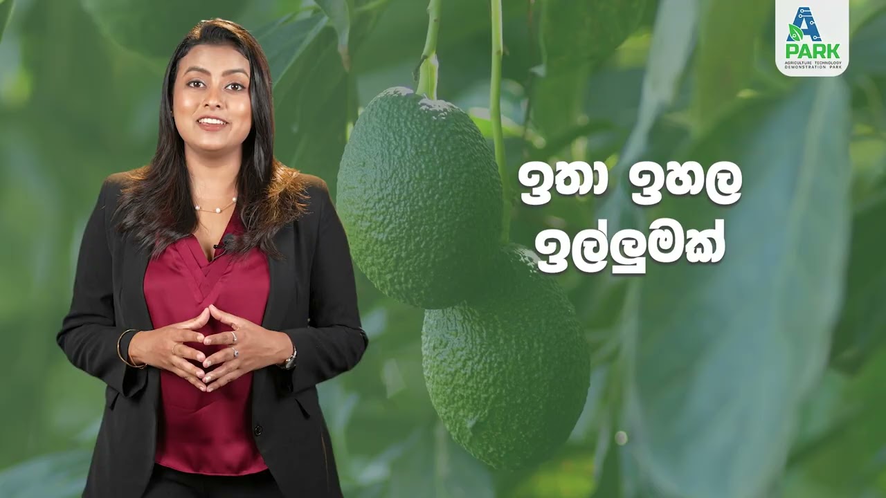 කෘෂි නවීකරණ ව්‍යාපෘතිය විසින් හදුන්වා දුන්, HASS ඇවකාඩෝ ලගදීම ජාත්‍යන්තර වෙළඳපොලට...