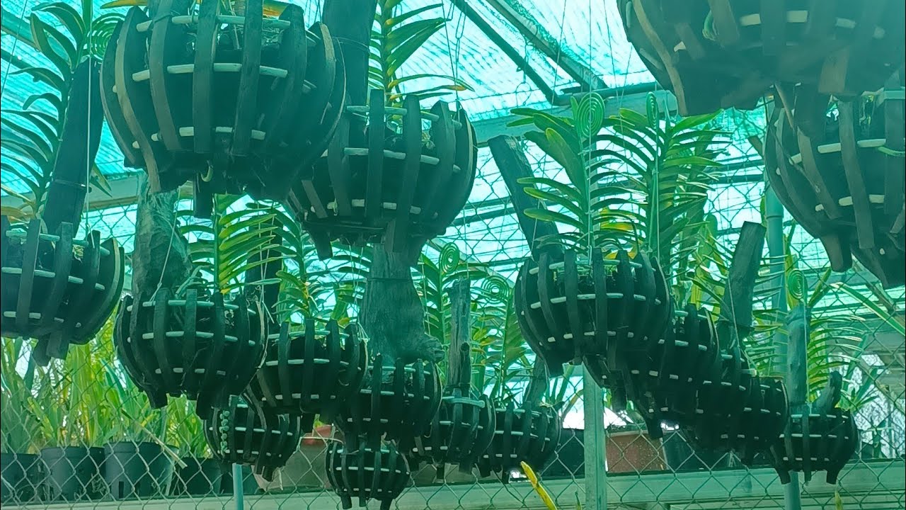 Tam nguyên 9/1/26 bao síp lh0334110946 mời cô chú đăng ký ủng hộ kênh 