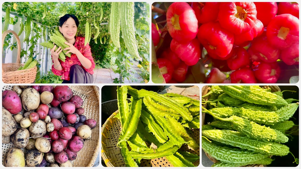 Trúng Mùa Mận Đỏ, Thu Hoạch Khổ Qua, Đậu Rồng, Khoai Tây Tím, Vàng, Đỏ, Rau Muống, Rau Lang, Củ Dền