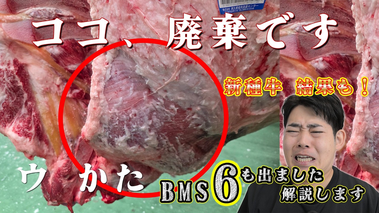 ウの瑕疵は廃棄になります。健栄桜の初出荷がありました。BMS6も解説【和牛】wagyu beef(2026.02.20格付分)