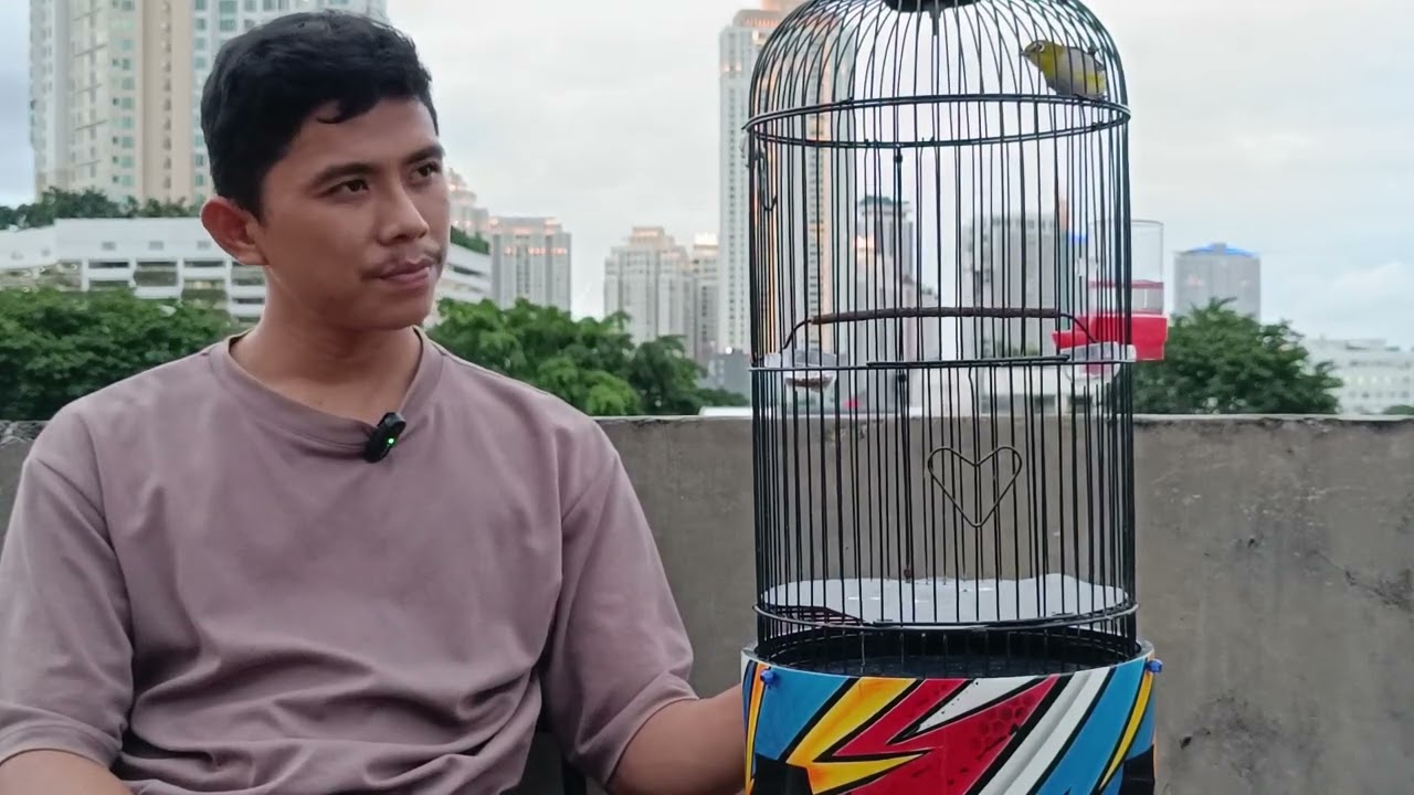 berbagi pengalaman merawat burung pleci pagi dan sore #pleci #plecimania #kicaumania #video #videos