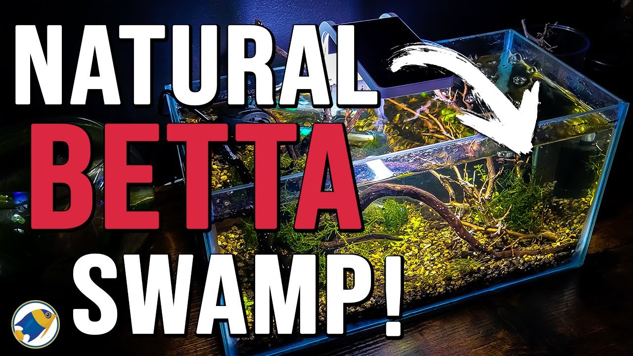Betta Fish Natural Swamp Aquarium | Betta Fish Natural Habitat Tank - MR BRIGHTFRYED