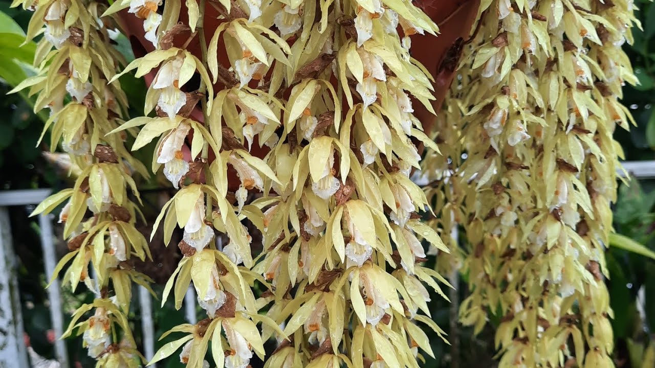 Coelogyne rochussenii, blooming orchid. @OrchidNewbee 