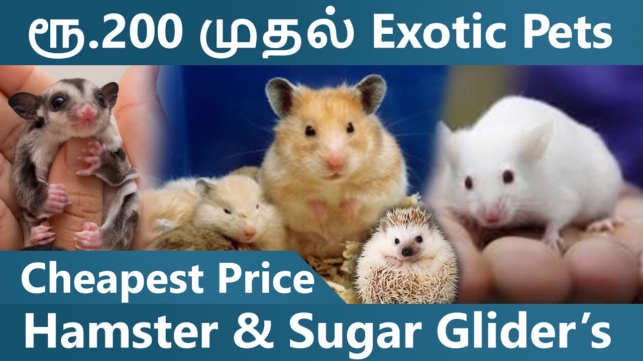 Hamster & Sugar Glider Cheapest Price in Chennai |#thamizhtalks#pet#hamsters