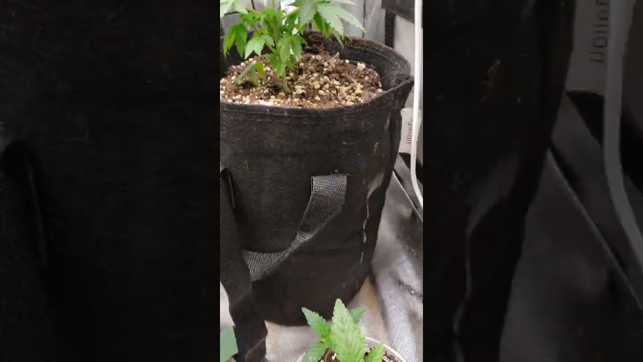 beautiful progress in my 2x2x4 3rd grow boomer learning to grow series
