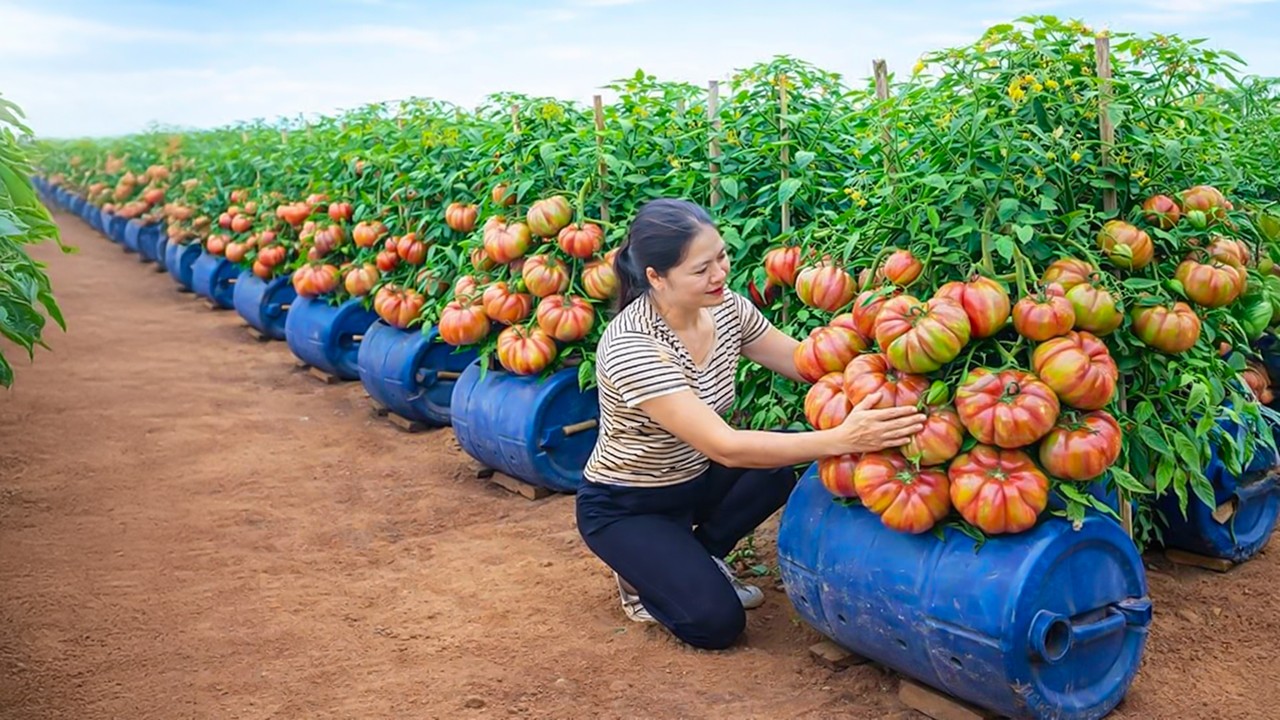 Harvesting Ancient Tomatoes in Desert | Shocked by the Incredible Resilience of This Rare Variety